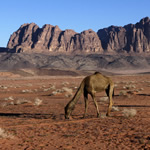 Trip To Wadi Rum 006